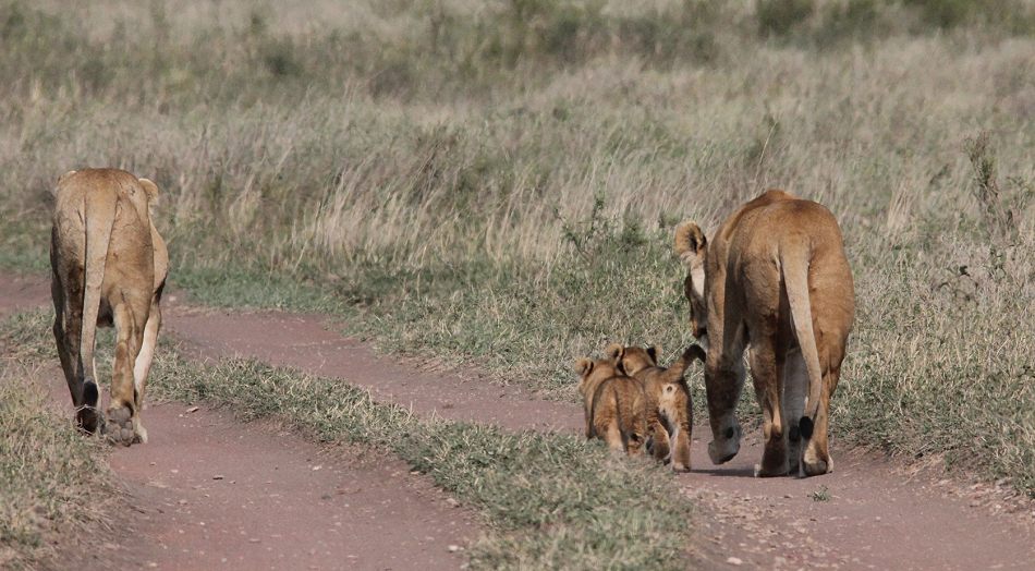 Löwen mit Jungen, Serengeti