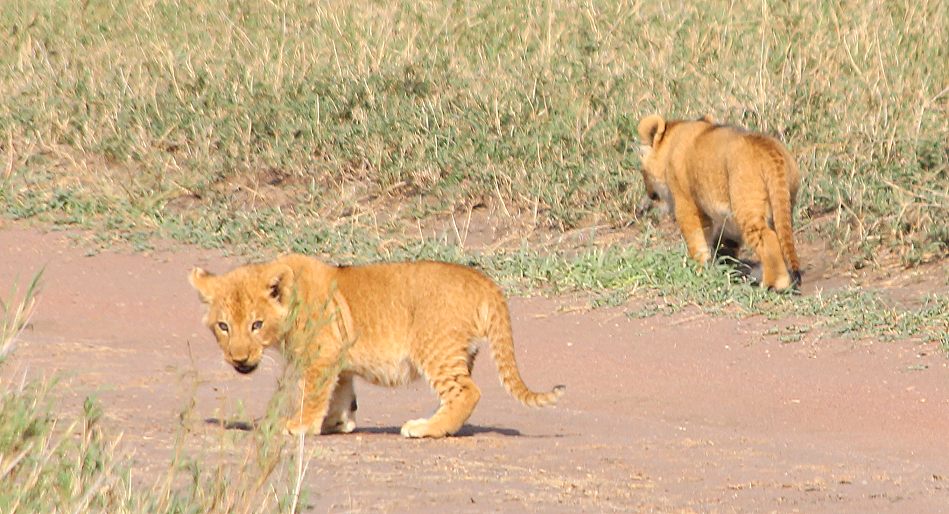 Löwen mit Jungen, Serengeti