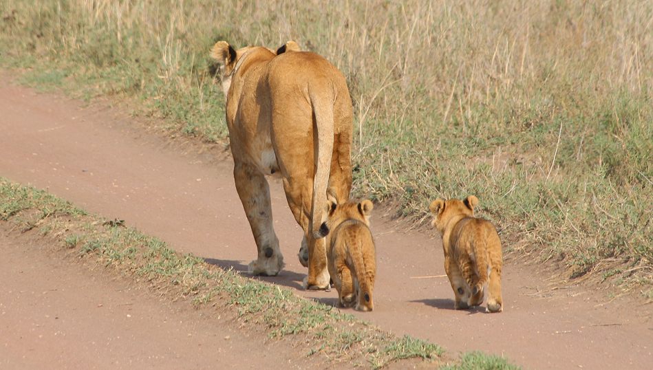 Löwen mit Jungen, Serengeti