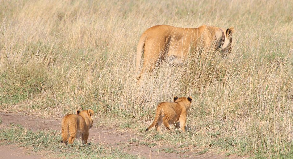 Löwen mit Jungen, Serengeti