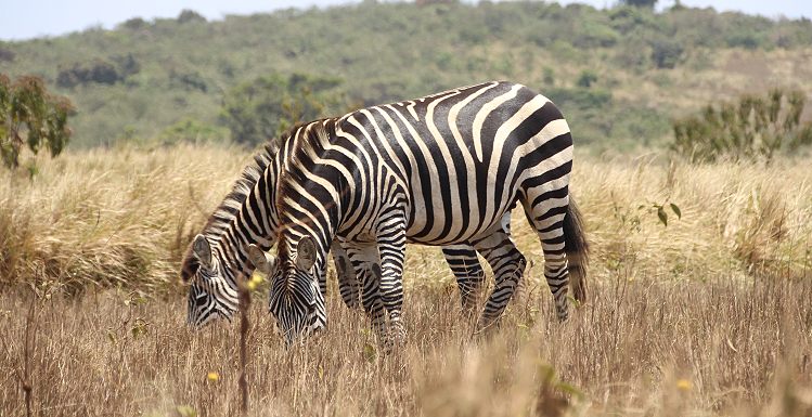 Ngorongoro Reservat