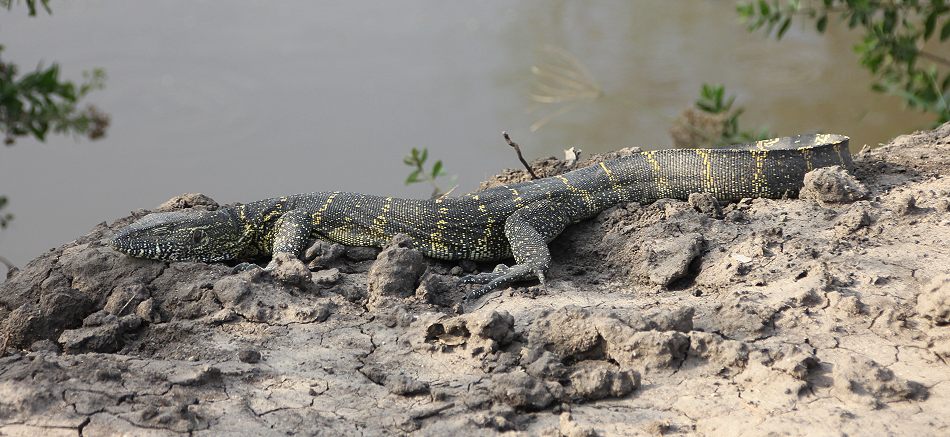 Nilwaran, Serengeti