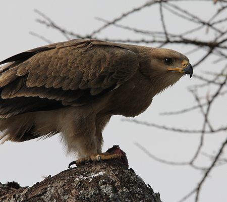 Raubadler frißt Schildkröte