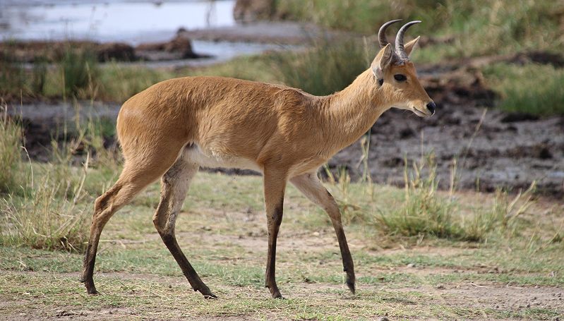 Riedbock in der Serengeti