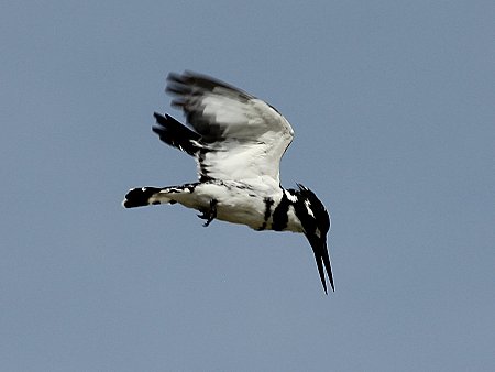 Graufischer - Lake Baringo