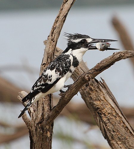 Graufischer - Lake Baringo