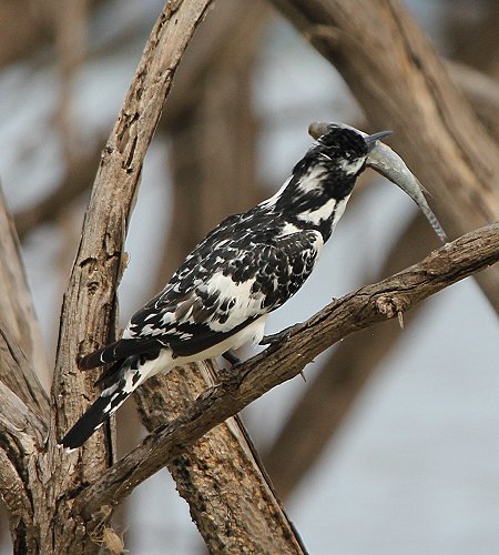 Graufischer - Lake Baringo