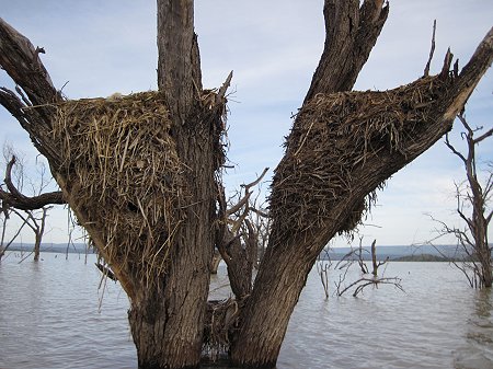 Hammerkop Nest - Lake Baringo