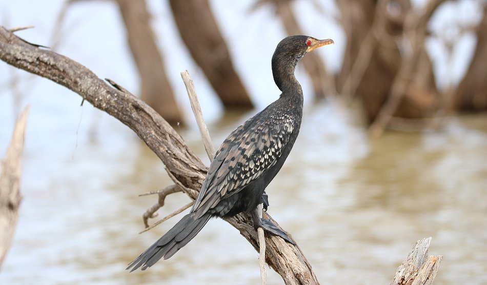 Kleiner Kormoran oder Riedscharbe - Lake Baringo