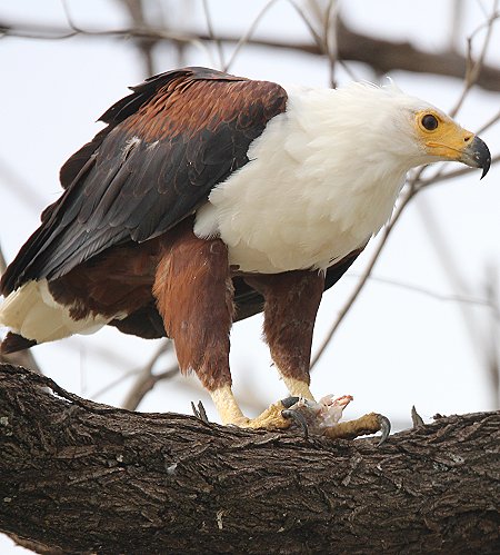 jagende Schreiseeadler am Lake Baringo