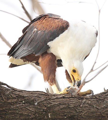 jagende Schreiseeadler am Lake Baringo