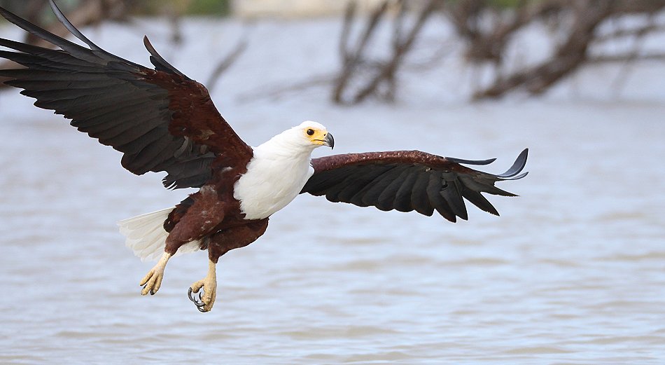 jagende Schreiseeadler am Lake Baringo