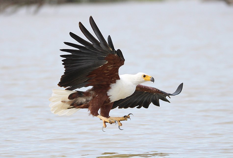 jagende Schreiseeadler am Lake Baringo