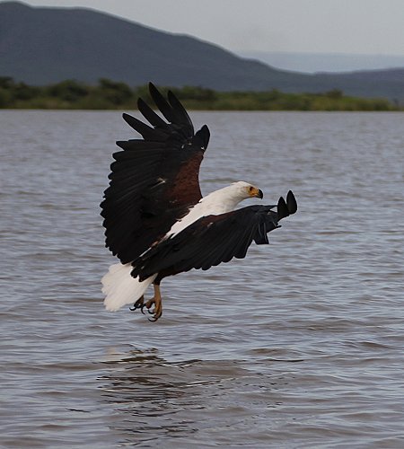 jagende Schreiseeadler am Lake Baringo