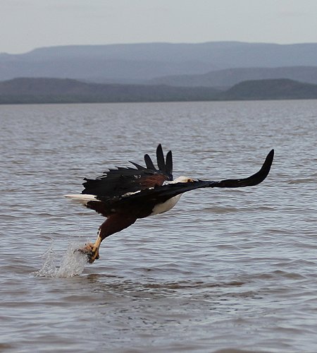 jagende Schreiseeadler am Lake Baringo