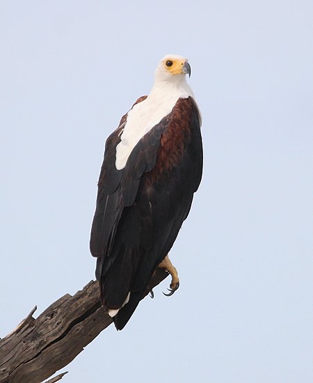 jagende Schreiseeadler am Lake Baringo