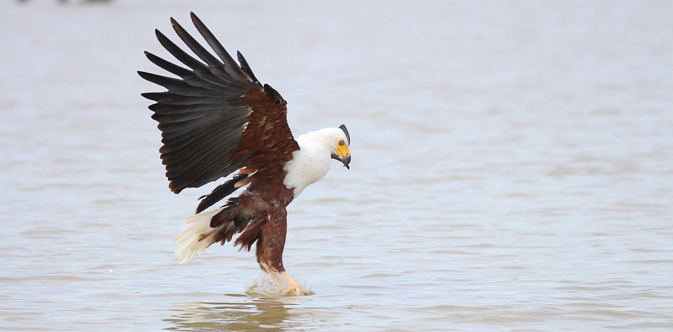 jagende Schreiseeadler am Lake Baringo