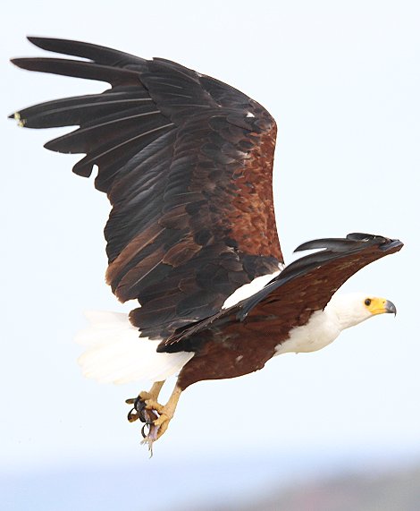 jagende Schreiseeadler am Lake Baringo