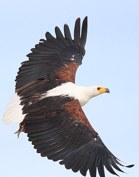 jagende Schreiseeadler am Lake Baringo