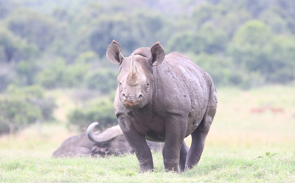 Spitzmaulnashorn