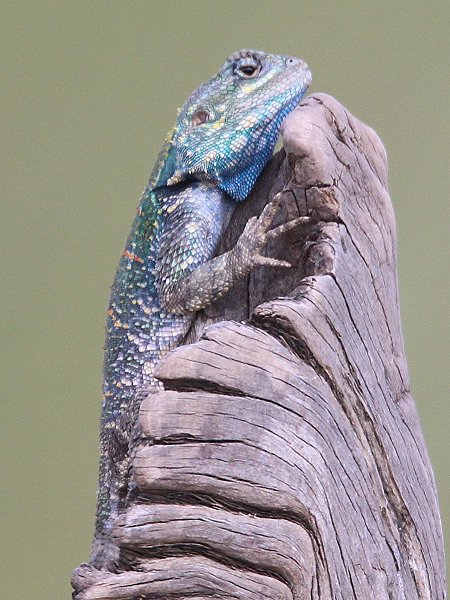 Blaukopfagame
