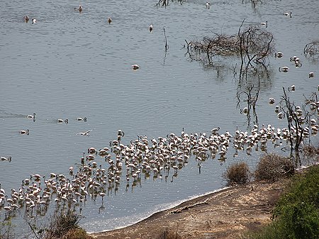 Lake Bogoria