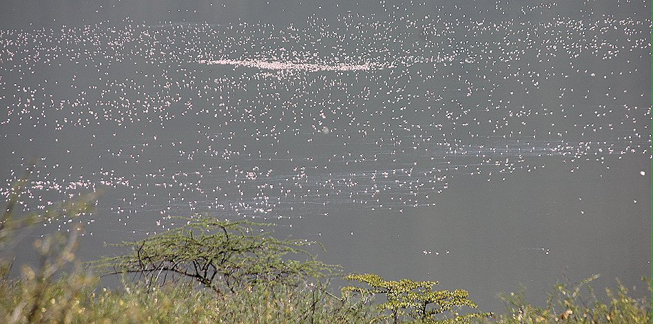 Lake Bogoria