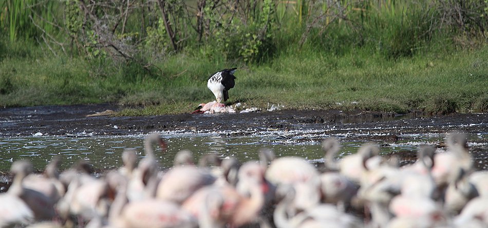 Schreiseeadler tötet Flamingo