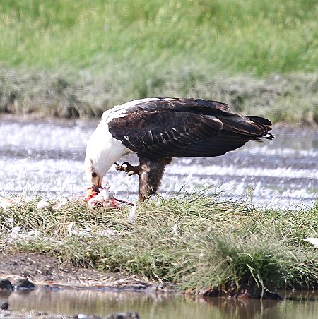 Schreisseeadler tötet Flamingo