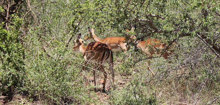 Impalas - Lake Bogoria