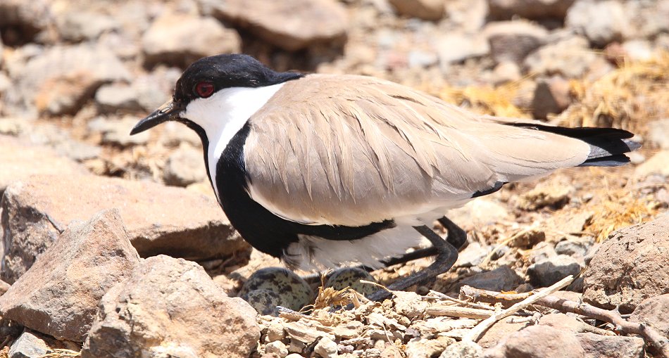 Kibitz mit Nest - Lake Bogoria
