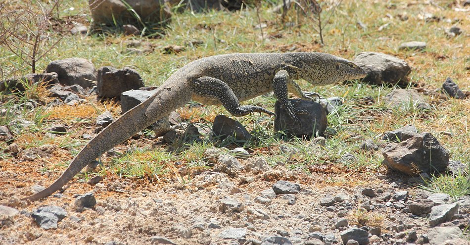 Nilwaran - Lake Bogoria