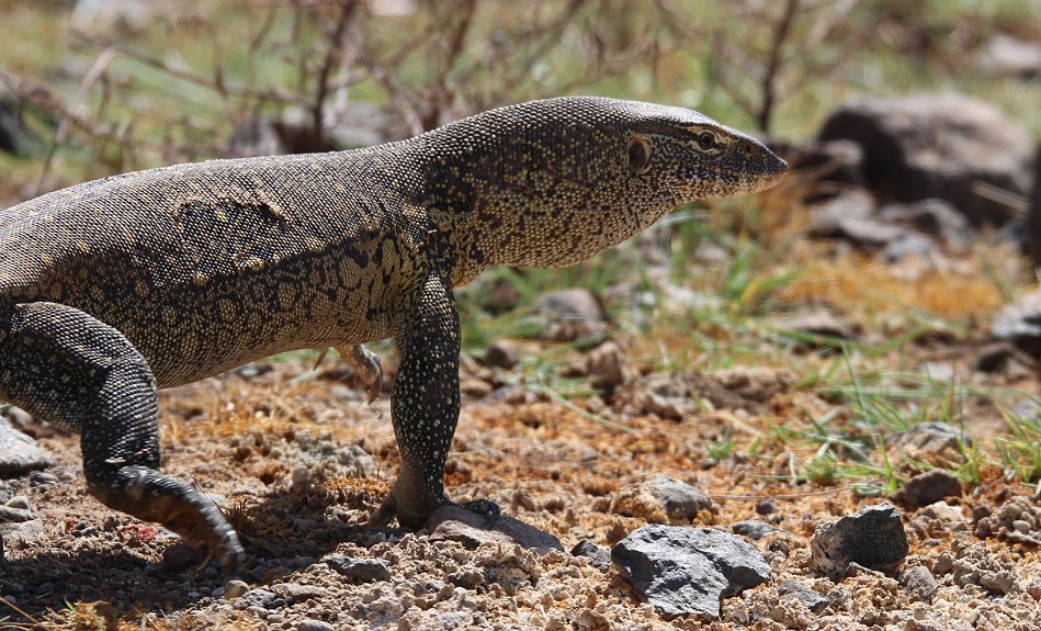 Nilwaran - Lake Bogoria