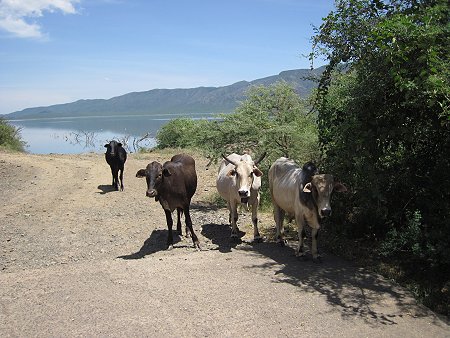 Rinder im National Park - Lake Bogoria