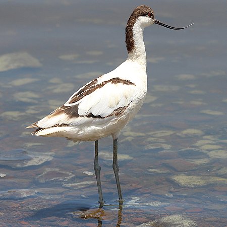 Säbelschnäbler am Lake Bogoria
