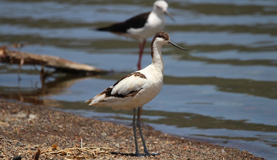 Säbelschnäbler am Lake Bogoria