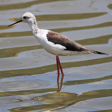 Stelzenläufer - Lake Bogoria
