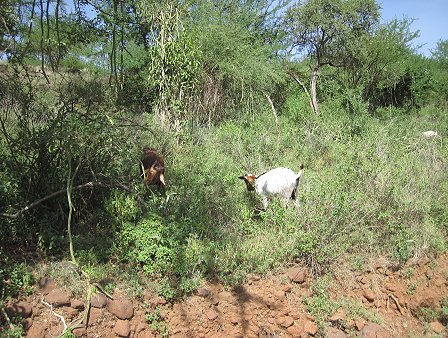 Ziegen im National Park - Lake Bogoria