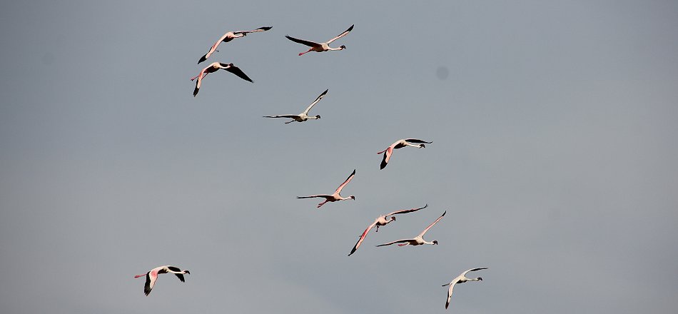 Zwergflamingos - Lak Bogoria