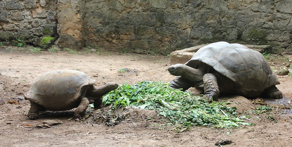 Aldabra Riesenschildkröte im Boko Boko