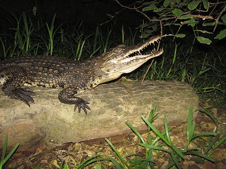 Nilkrokodil im Boko Boko
