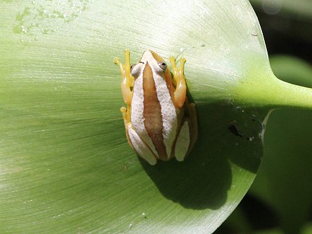 Bananenfrosch im Boko Boko