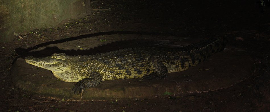 Nilkrokodil im Boko Boko
