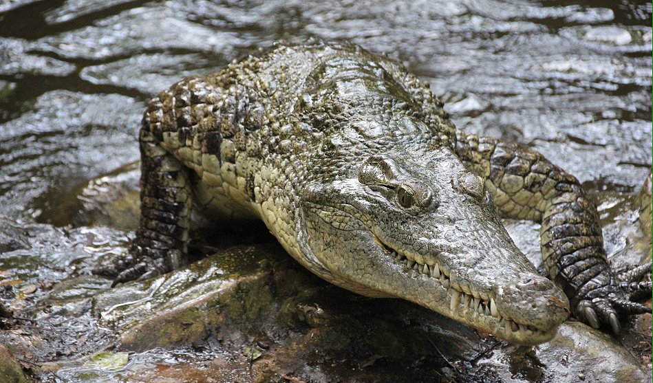 Nilkrokodil Fütterung im Boko Boko
