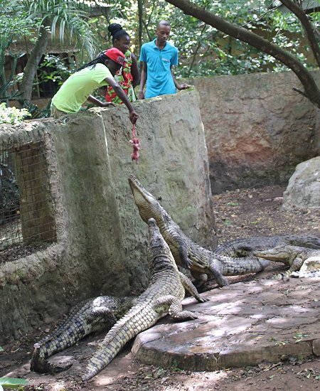 Nilkrokodil Fütterung im Boko Boko