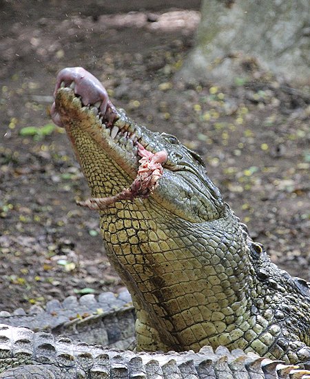 Nilkrokodil Fütterung im Boko Boko