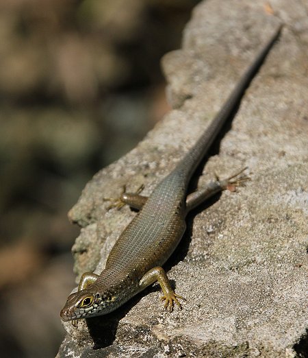 Savanna Skink