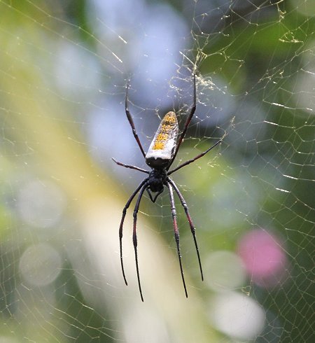 Seidenspinne