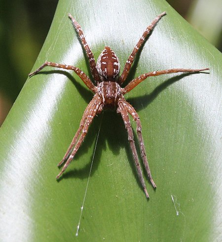 Jagdspinne
