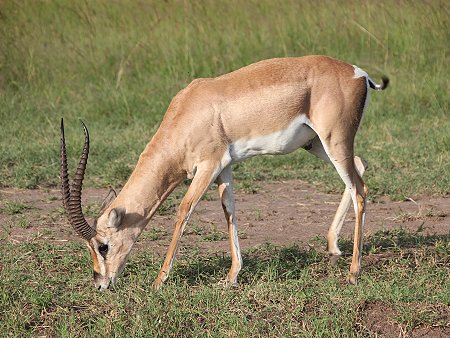 Grant Gazelle